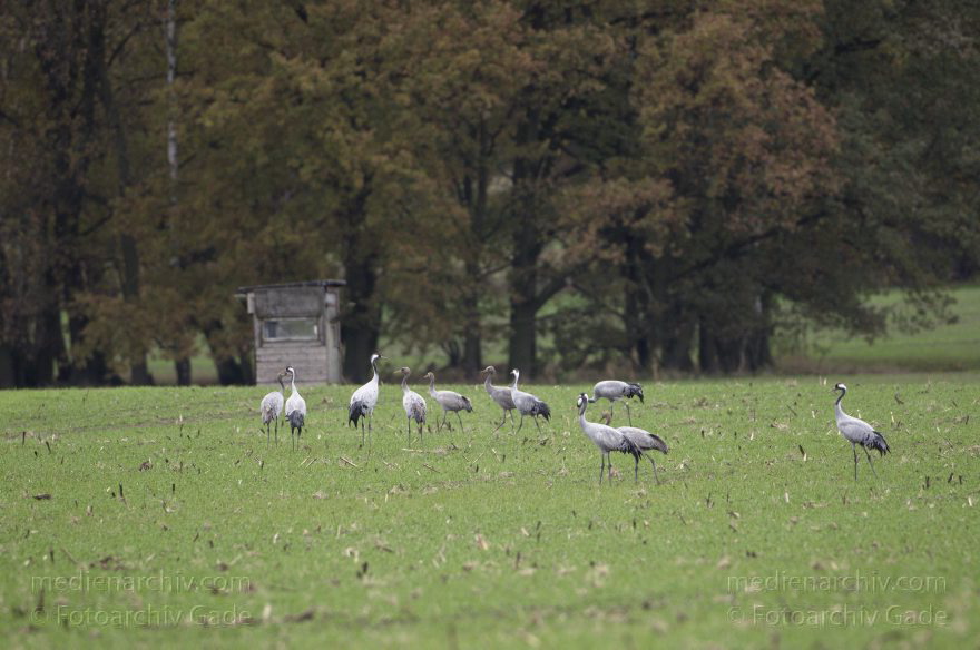Kraniche bei Eichstädt
5. 11. 2012. Brandenburg. Oberkrämer. Eichstädt. Fauna. Tiere. Vogel. Vögel. Kraniche (Gruidae) , Technik: Skywatcher ED 120 und Pentax K-5
Schlüsselwörter: birds;Brandenburg;Eichstädt;Fauna;Gruidae;Gruiformes;Kraniche;Linum;Vogel;Vögel;2012
