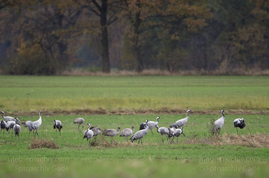 Kraniche bei Eichstädt
5. 11. 2012. Brandenburg. Oberkrämer. Eichstädt. Fauna. Tiere. Vogel. Vögel. Kraniche (Gruidae) , Technik: Skywatcher ED 120 und Pentax K-5
Schlüsselwörter: birds;Brandenburg;Eichstädt;Fauna;Gruidae;Gruiformes;Kraniche;Linum;Vogel;Vögel;2012