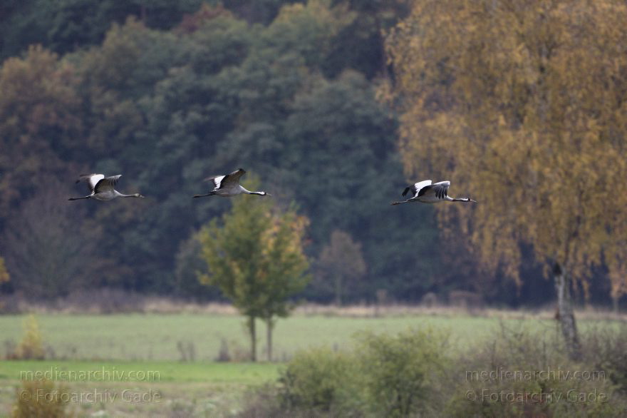 Kraniche bei Eichstädt
5. 11. 2012. Brandenburg. Oberkrämer. Eichstädt. Fauna. Tiere. Vogel. Vögel. Kraniche (Gruidae) , Technik: Skywatcher ED 120 und Pentax K-5
Schlüsselwörter: birds;Brandenburg;Eichstädt;Fauna;Gruidae;Gruiformes;Kraniche;Linum;Vogel;Vögel;2012