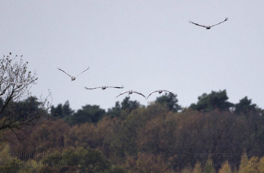 Kraniche bei Eichstädt
5. 11. 2012. Brandenburg. Oberkrämer. Eichstädt. Fauna. Tiere. Vogel. Vögel. Kraniche (Gruidae) , Technik: Skywatcher ED 120 und Pentax K-5
Schlüsselwörter: birds;Brandenburg;Eichstädt;Fauna;Gruidae;Gruiformes;Kraniche;Linum;Vogel;Vögel;2012