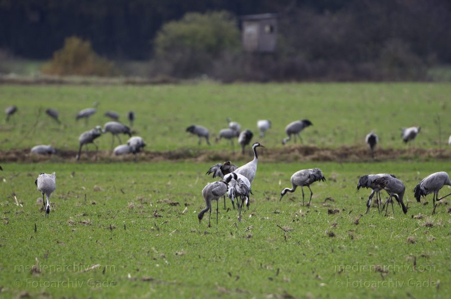 Kraniche bei Eichstädt
5. 11. 2012. Brandenburg. Oberkrämer. Eichstädt. Fauna. Tiere. Vogel. Vögel. Kraniche (Gruidae) , Technik: Skywatcher ED 120 und Pentax K-5
Schlüsselwörter: birds;Brandenburg;Eichstädt;Fauna;Gruidae;Gruiformes;Kraniche;Linum;Vogel;Vögel;2012