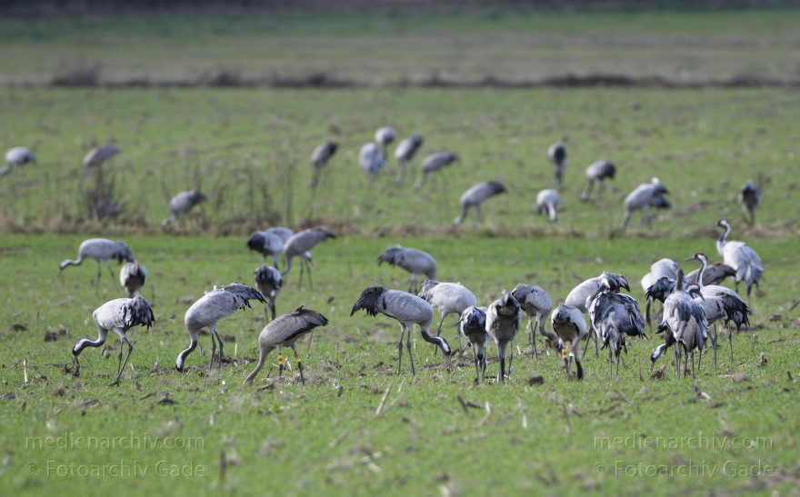 Kraniche bei Eichstädt
5. 11. 2012. Brandenburg. Oberkrämer. Eichstädt. Fauna. Tiere. Vogel. Vögel. Kraniche (Gruidae) , Technik: Skywatcher ED 120 und Pentax K-5
Schlüsselwörter: birds;Brandenburg;Eichstädt;Fauna;Gruidae;Gruiformes;Kraniche;Linum;Vogel;Vögel;2012