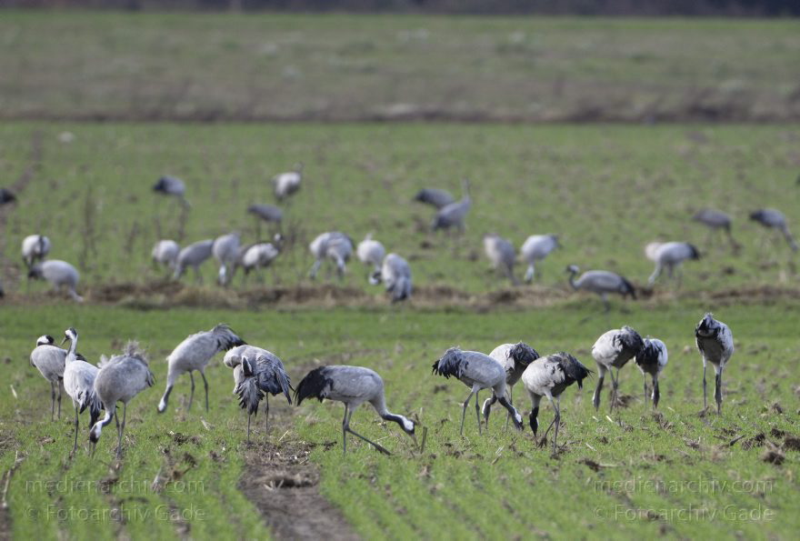 Kraniche bei Eichstädt
5. 11. 2012. Brandenburg. Oberkrämer. Eichstädt. Fauna. Tiere. Vogel. Vögel. Kraniche (Gruidae) , Technik: Skywatcher ED 120 und Pentax K-5
Schlüsselwörter: birds;Brandenburg;Eichstädt;Fauna;Gruidae;Gruiformes;Kraniche;Linum;Vogel;Vögel;2012