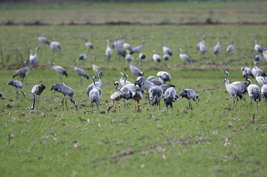 Kraniche bei Eichstädt
5. 11. 2012. Brandenburg. Oberkrämer. Eichstädt. Fauna. Tiere. Vogel. Vögel. Kraniche (Gruidae) , Technik: Skywatcher ED 120 und Pentax K-5
Schlüsselwörter: birds;Brandenburg;Eichstädt;Fauna;Gruidae;Gruiformes;Kraniche;Linum;Vogel;Vögel;2012