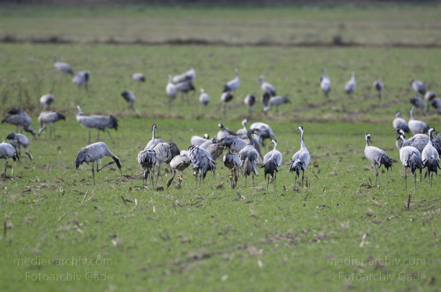 Kraniche bei Eichstädt
5. 11. 2012. Brandenburg. Oberkrämer. Eichstädt. Fauna. Tiere. Vogel. Vögel. Kraniche (Gruidae) , Technik: Skywatcher ED 120 und Pentax K-5
Schlüsselwörter: birds;Brandenburg;Eichstädt;Fauna;Gruidae;Gruiformes;Kraniche;Linum;Vogel;Vögel;2012