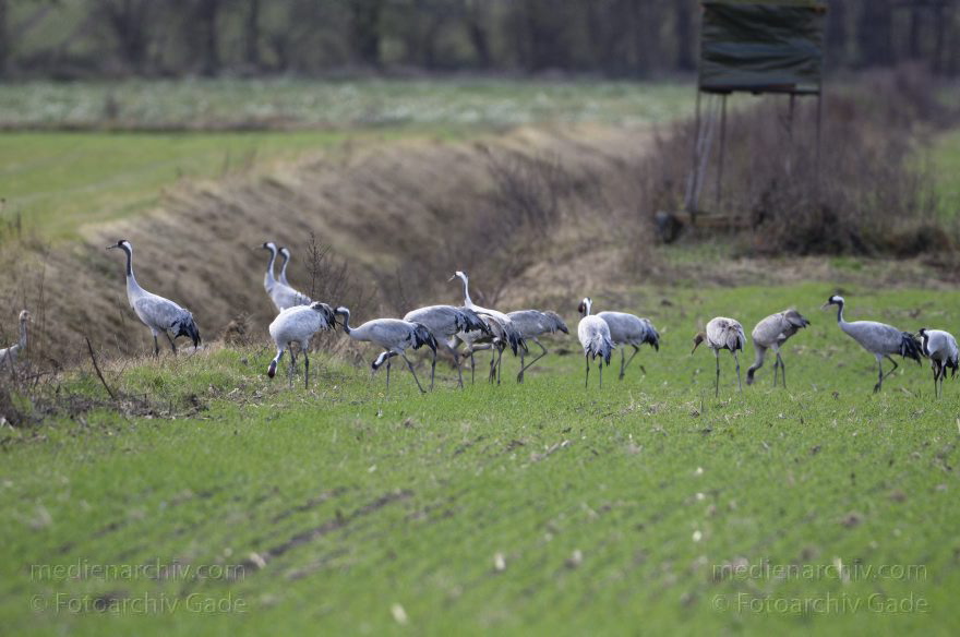 Kraniche bei Eichstädt
5. 11. 2012. Brandenburg. Oberkrämer. Eichstädt. Fauna. Tiere. Vogel. Vögel. Kraniche (Gruidae) , Technik: Skywatcher ED 120 und Pentax K-5
Schlüsselwörter: birds;Brandenburg;Eichstädt;Fauna;Gruidae;Gruiformes;Kraniche;Linum;Vogel;Vögel;2012