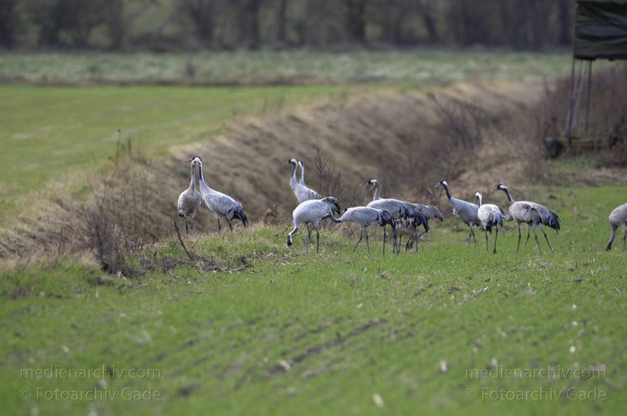 Kraniche bei Eichstädt
5. 11. 2012. Brandenburg. Oberkrämer. Eichstädt. Fauna. Tiere. Vogel. Vögel. Kraniche (Gruidae) , Technik: Skywatcher ED 120 und Pentax K-5
Schlüsselwörter: birds;Brandenburg;Eichstädt;Fauna;Gruidae;Gruiformes;Kraniche;Linum;Vogel;Vögel;2012