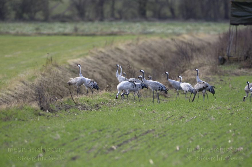 Kraniche bei Eichstädt
5. 11. 2012. Brandenburg. Oberkrämer. Eichstädt. Fauna. Tiere. Vogel. Vögel. Kraniche (Gruidae) , Technik: Skywatcher ED 120 und Pentax K-5
Schlüsselwörter: birds;Brandenburg;Eichstädt;Fauna;Gruidae;Gruiformes;Kraniche;Linum;Vogel;Vögel;2012
