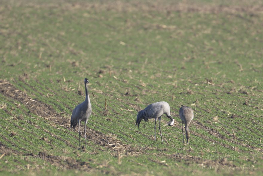 Kraniche
13. 11. 2012. Brandenburg. Oberkrämer. Eichstädt. Fauna. Tiere. Vogel. Vögel. Kraniche (Gruidae) , Technik: Skywatcher ED 120 und Pentax K-5
Schlüsselwörter: birds;Brandenburg;Fauna;Gruidae;Gruiformes;Kraniche;Linum;Vogel;Vögel;2012