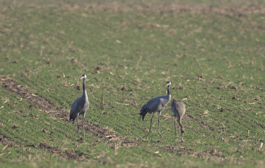 Kraniche
13. 11. 2012. Brandenburg. Oberkrämer. Eichstädt. Fauna. Tiere. Vogel. Vögel. Kraniche (Gruidae) , Technik: Skywatcher ED 120 und Pentax K-5
Schlüsselwörter: birds;Brandenburg;Fauna;Gruidae;Gruiformes;Kraniche;Linum;Vogel;Vögel;2012