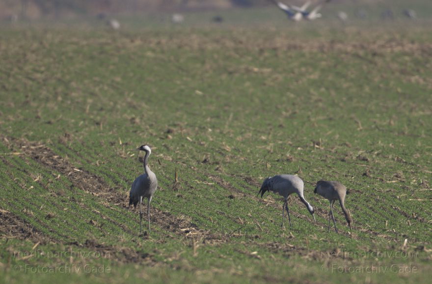 Kraniche
13. 11. 2012. Brandenburg. Oberkrämer. Eichstädt. Fauna. Tiere. Vogel. Vögel. Kraniche (Gruidae) , Technik: Skywatcher ED 120 und Pentax K-5
Schlüsselwörter: birds;Brandenburg;Fauna;Gruidae;Gruiformes;Kraniche;Linum;Vogel;Vögel;2012