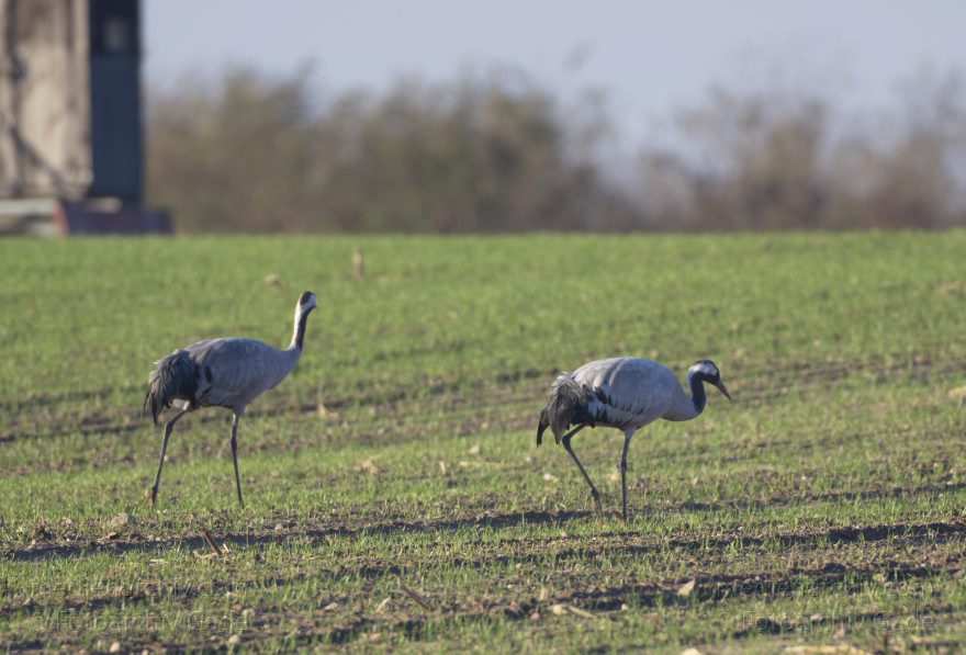 Kraniche
13. 11. 2012. Brandenburg. Oberkrämer. Eichstädt. Fauna. Tiere. Vogel. Vögel. Kraniche (Gruidae) , Technik: Skywatcher ED 120 und Pentax K-5
Schlüsselwörter: birds;Brandenburg;Fauna;Gruidae;Gruiformes;Kraniche;Linum;Vogel;Vögel;2012