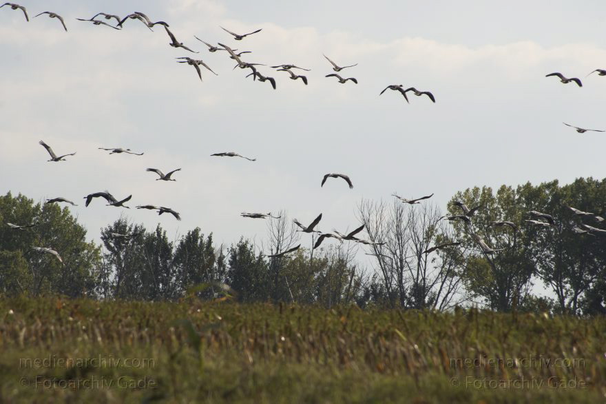 Brandenburg. Vogel. Kraniche auf Feldern zwischen Orion und Linum
2. 10. 2013. Brandenburg. Fauna. Tiere. Vogel.  Kraniche und Gänse auf Feldern zwischen Orion und Linum. Grus grus. Bird. Common crane. Gans. Gänse
Schlüsselwörter: Brandenburg;Crane;Fauna;Gans;Grus grus;Gänse;Kraniche;Linum;Vogel;2013;Zugvogel