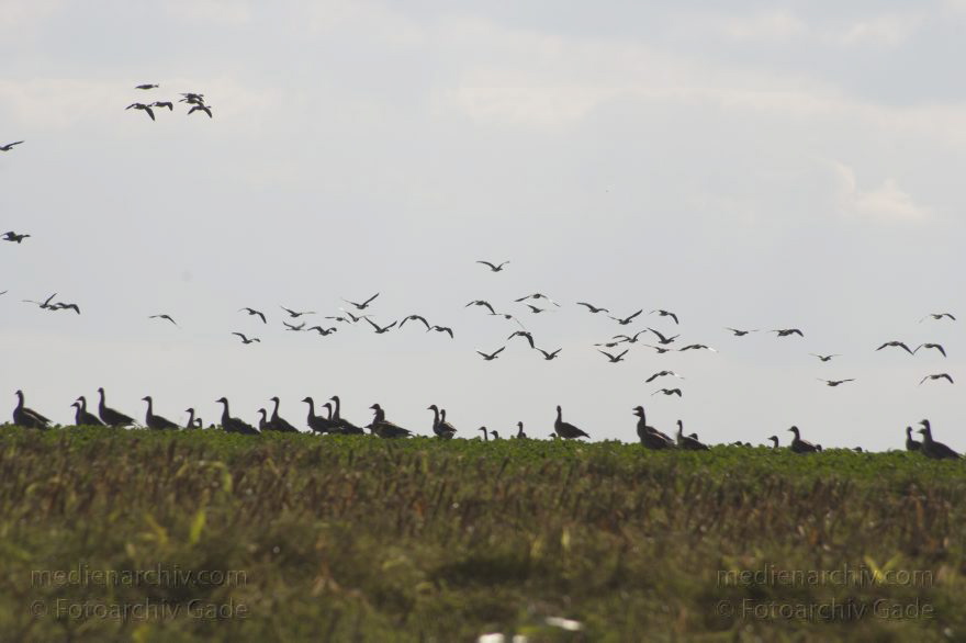 Brandenburg. Vogel. Kraniche und Gänse auf Feldern zwischen Orion und Linum
2. 10. 2013. Brandenburg. Fauna. Tiere. Vogel.  Kraniche auf Feldern zwischen Orion und Linum. Grus grus. Bird. Common crane. Gans. Gänse. Zugvogel
Schlüsselwörter: Brandenburg;Crane;Fauna;Gans;Grus grus;Gänse;Kraniche;Linum;Vogel;2013;Zugvogel
