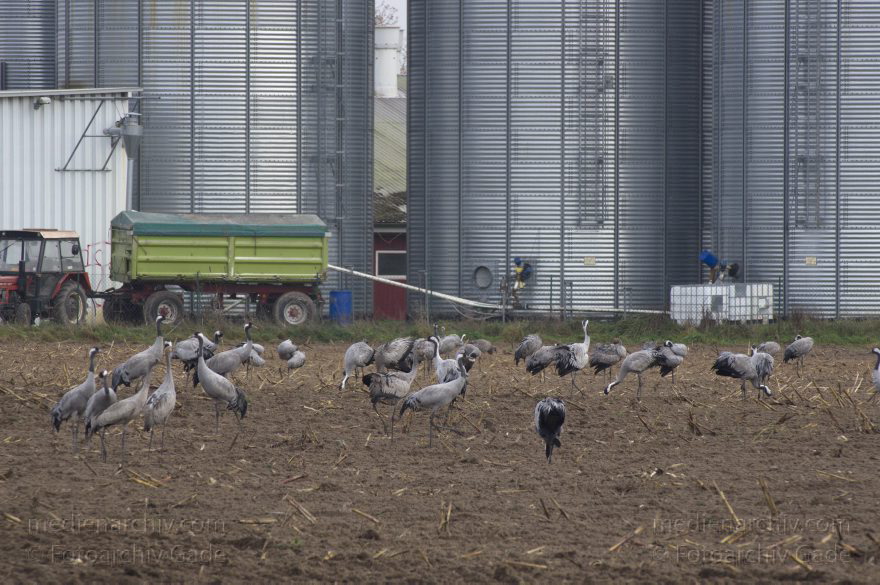 Brandenburg. Tiere. Vogel. Graue Kraniche. (Grus grus)
14. 11. 2013. Brandenburg. Schwante. Tiere. Vogel. Graue Kraniche. (Grus grus)
Schlüsselwörter: Brandenburg;Feld;Grus grus;Kraniche;Schwante;Tiere;Vogel;2013;Vögel