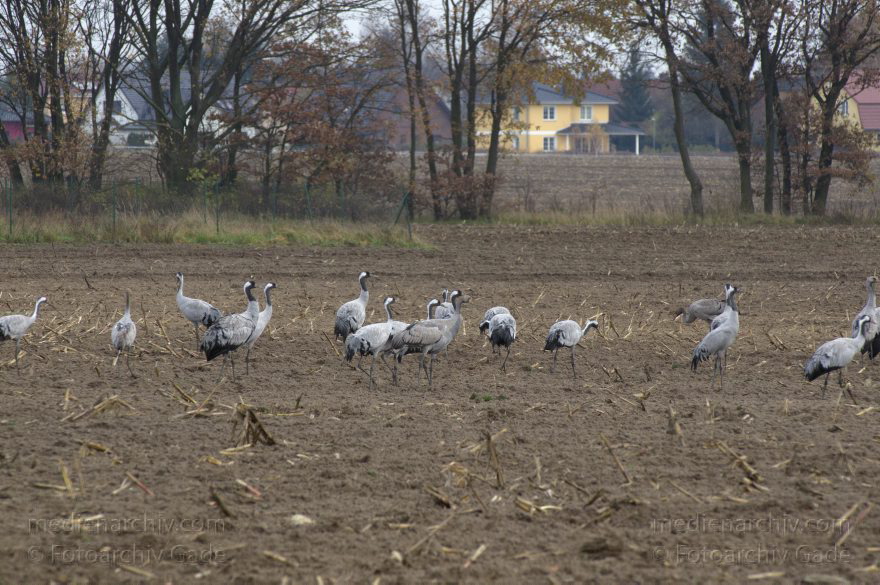 Brandenburg. Tiere. Vogel. Graue Kraniche. (Grus grus)
14. 11. 2013. Brandenburg. Schwante. Tiere. Vogel. Graue Kraniche. (Grus grus)
Schlüsselwörter: Brandenburg;Feld;Grus grus;Kraniche;Schwante;Tiere;Vogel;2013;Vögel