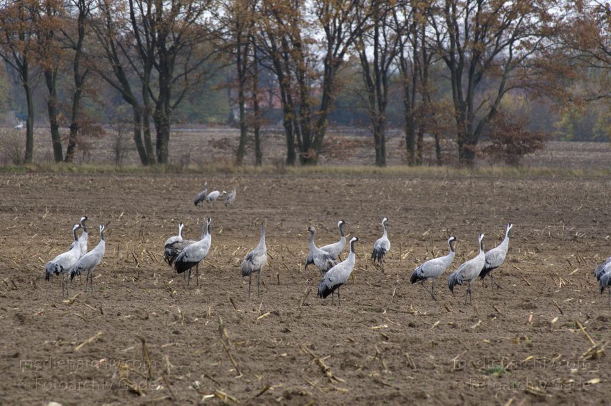 Brandenburg. Tiere. Vogel. Graue Kraniche. (Grus grus)
14. 11. 2013. Brandenburg. Schwante. Tiere. Vogel. Graue Kraniche. (Grus grus)
Schlüsselwörter: Brandenburg;Feld;Grus grus;Kraniche;Schwante;Tiere;Vogel;2013;Vögel