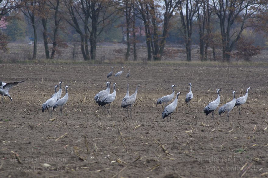Brandenburg. Tiere. Vogel. Graue Kraniche. (Grus grus)
14. 11. 2013. Brandenburg. Schwante. Tiere. Vogel. Graue Kraniche. (Grus grus)
Schlüsselwörter: Brandenburg;Feld;Grus grus;Kraniche;Schwante;Tiere;Vogel;2013;Vögel