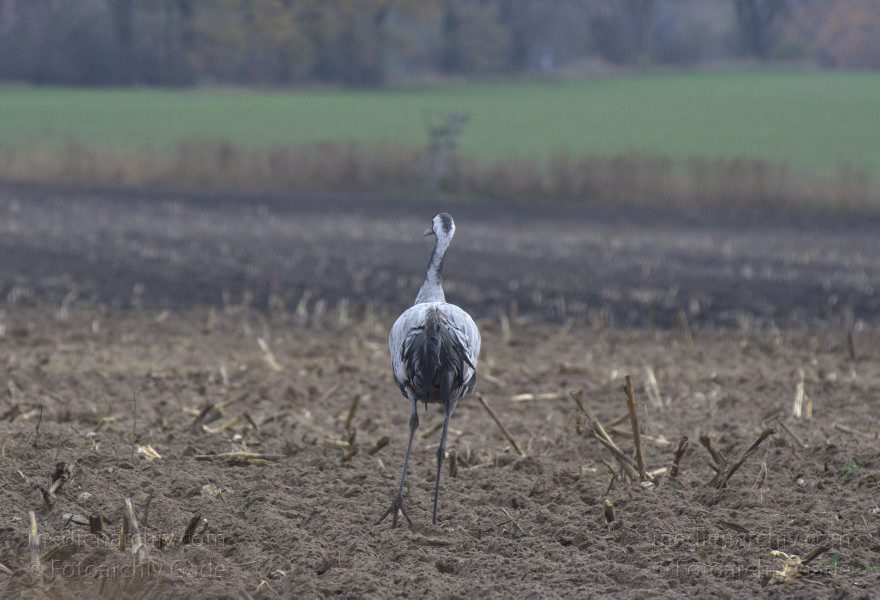Brandenburg. Tiere. Vogel. Graue Kraniche. (Grus grus)
14. 11. 2013. Brandenburg. Schwante. Tiere. Vogel. Graue Kraniche. (Grus grus)
Schlüsselwörter: Brandenburg;Feld;Grus grus;Kraniche;Schwante;Tiere;Vogel;2013;Vögel