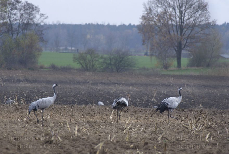 Brandenburg. Tiere. Vogel. Graue Kraniche. (Grus grus)
14. 11. 2013. Brandenburg. Schwante. Tiere. Vogel. Graue Kraniche. (Grus grus)
Schlüsselwörter: Brandenburg;Feld;Grus grus;Kraniche;Schwante;Tiere;Vogel;2013;Vögel