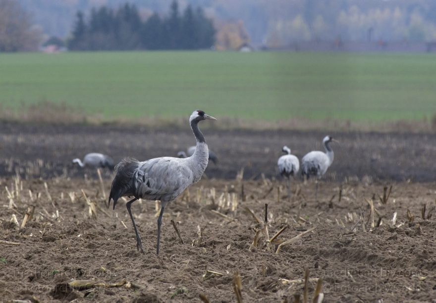 Brandenburg. Tiere. Vogel. Graue Kraniche. (Grus grus)
14. 11. 2013. Brandenburg. Schwante. Tiere. Vogel. Graue Kraniche. (Grus grus)
Schlüsselwörter: Brandenburg;Feld;Grus grus;Kraniche;Schwante;Tiere;Vogel;2013;Vögel