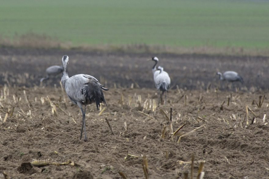 Brandenburg. Tiere. Vogel. Graue Kraniche. (Grus grus)
14. 11. 2013. Brandenburg. Schwante. Tiere. Vogel. Graue Kraniche. (Grus grus)
Schlüsselwörter: Brandenburg;Feld;Grus grus;Kraniche;Schwante;Tiere;Vogel;2013;Vögel