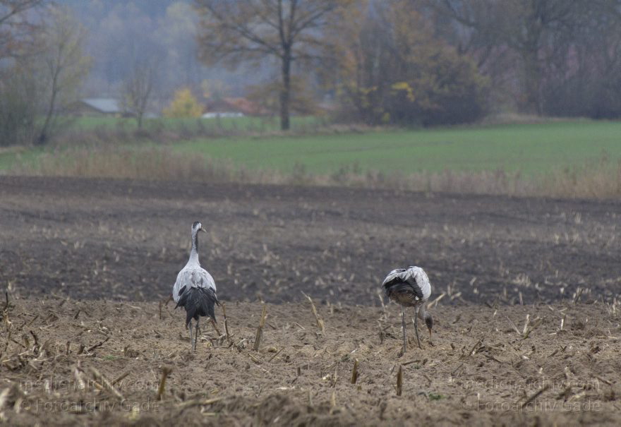 Brandenburg. Tiere. Vogel. Graue Kraniche. (Grus grus)
14. 11. 2013. Brandenburg. Schwante. Tiere. Vogel. Graue Kraniche. (Grus grus)
Schlüsselwörter: Brandenburg;Feld;Grus grus;Kraniche;Schwante;Tiere;Vogel;2013;Vögel
