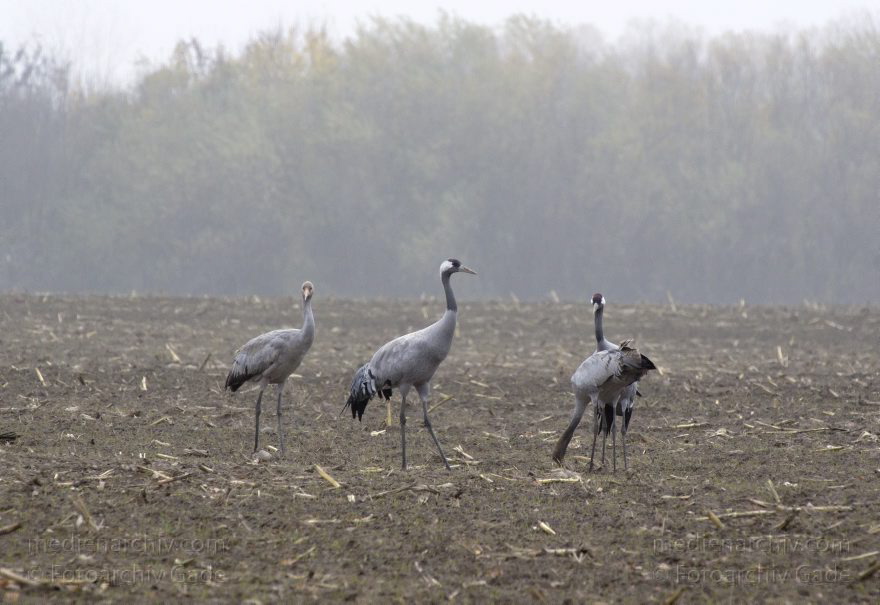 Brandenburg. Tiere. Vogel. Graue Kraniche. (Grus grus)
16. 11. 2013. Brandenburg. Schwante. Tiere. Vogel. Graue Kraniche auf einem Feld. (Grus grus)
Schlüsselwörter: Brandenburg;Feld;Grus grus;Kraniche;Schwante;Tiere;Vogel;2013;Vögel