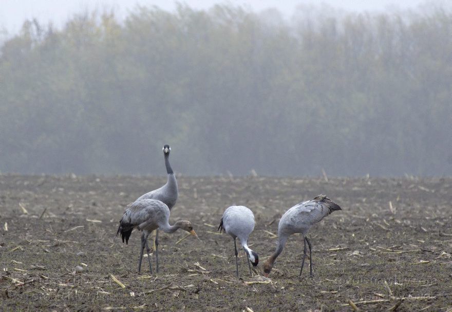 Brandenburg. Tiere. Vogel. Graue Kraniche. (Grus grus)
16. 11. 2013. Brandenburg. Schwante. Tiere. Vogel. Graue Kraniche auf einem Feld. (Grus grus)
Schlüsselwörter: Brandenburg;Feld;Grus grus;Kraniche;Schwante;Tiere;Vogel;2013;Vögel
