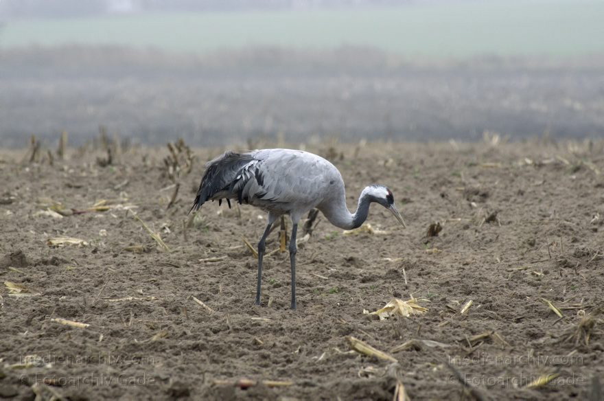 Brandenburg. Tiere. Vogel. Graue Kraniche. (Grus grus)
16. 11. 2013. Brandenburg. Schwante. Tiere. Vogel. Graue Kraniche auf einem Feld. (Grus grus)
Schlüsselwörter: Brandenburg;Feld;Grus grus;Kraniche;Schwante;Tiere;Vogel;2013;Vögel
