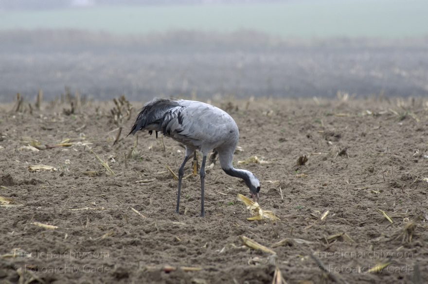 Brandenburg. Tiere. Vogel. Graue Kraniche. (Grus grus)
16. 11. 2013. Brandenburg. Schwante. Tiere. Vogel. Graue Kraniche auf einem Feld. (Grus grus)
Schlüsselwörter: Brandenburg;Feld;Grus grus;Kraniche;Schwante;Tiere;Vogel;2013;Vögel