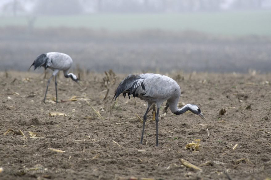 Brandenburg. Tiere. Vogel. Graue Kraniche. (Grus grus)
16. 11. 2013. Brandenburg. Schwante. Tiere. Vogel. Graue Kraniche auf einem Feld. (Grus grus)
Schlüsselwörter: Brandenburg;Feld;Grus grus;Kraniche;Schwante;Tiere;Vogel;2013;Vögel
