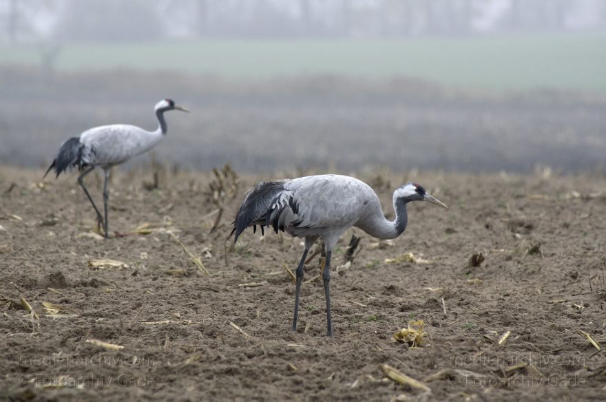 Brandenburg. Tiere. Vogel. Graue Kraniche. (Grus grus)
16. 11. 2013. Brandenburg. Schwante. Tiere. Vogel. Graue Kraniche auf einem Feld. (Grus grus)
Schlüsselwörter: Brandenburg;Feld;Grus grus;Kraniche;Schwante;Tiere;Vogel;2013;Vögel