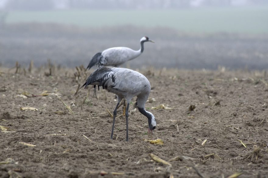 Brandenburg. Tiere. Vogel. Graue Kraniche. (Grus grus)
16. 11. 2013. Brandenburg. Schwante. Tiere. Vogel. Graue Kraniche auf einem Feld. (Grus grus)
Schlüsselwörter: Brandenburg;Feld;Grus grus;Kraniche;Schwante;Tiere;Vogel;2013;Vögel