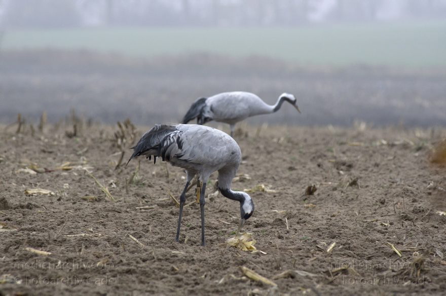 Brandenburg. Tiere. Vogel. Graue Kraniche. (Grus grus)
16. 11. 2013. Brandenburg. Schwante. Tiere. Vogel. Graue Kraniche auf einem Feld. (Grus grus)
Schlüsselwörter: Brandenburg;Feld;Grus grus;Kraniche;Schwante;Tiere;Vogel;2013;Vögel