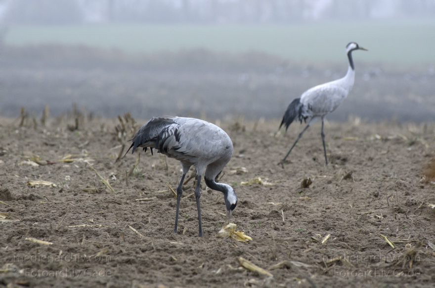 Brandenburg. Tiere. Vogel. Graue Kraniche. (Grus grus)
16. 11. 2013. Brandenburg. Schwante. Tiere. Vogel. Graue Kraniche auf einem Feld. (Grus grus)
Schlüsselwörter: Brandenburg;Feld;Grus grus;Kraniche;Schwante;Tiere;Vogel;2013;Vögel