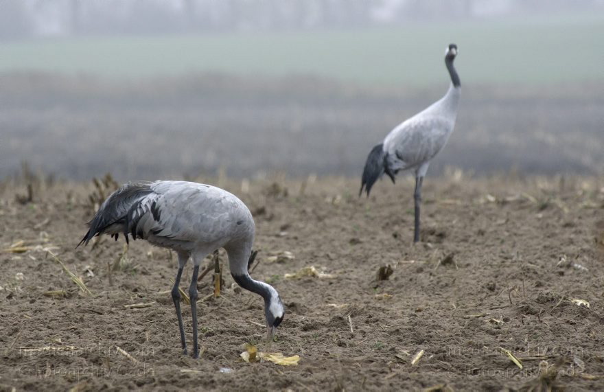 Brandenburg. Tiere. Vogel. Graue Kraniche. (Grus grus)
16. 11. 2013. Brandenburg. Schwante. Tiere. Vogel. Graue Kraniche auf einem Feld. (Grus grus)
Schlüsselwörter: Brandenburg;Feld;Grus grus;Kraniche;Schwante;Tiere;Vogel;2013;Vögel