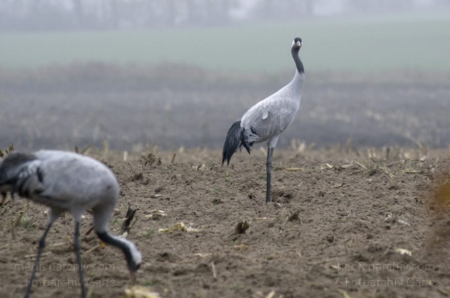 Brandenburg. Tiere. Vogel. Graue Kraniche. (Grus grus)
16. 11. 2013. Brandenburg. Schwante. Tiere. Vogel. Graue Kraniche auf einem Feld. (Grus grus)
Schlüsselwörter: Brandenburg;Feld;Grus grus;Kraniche;Schwante;Tiere;Vogel;2013;Vögel