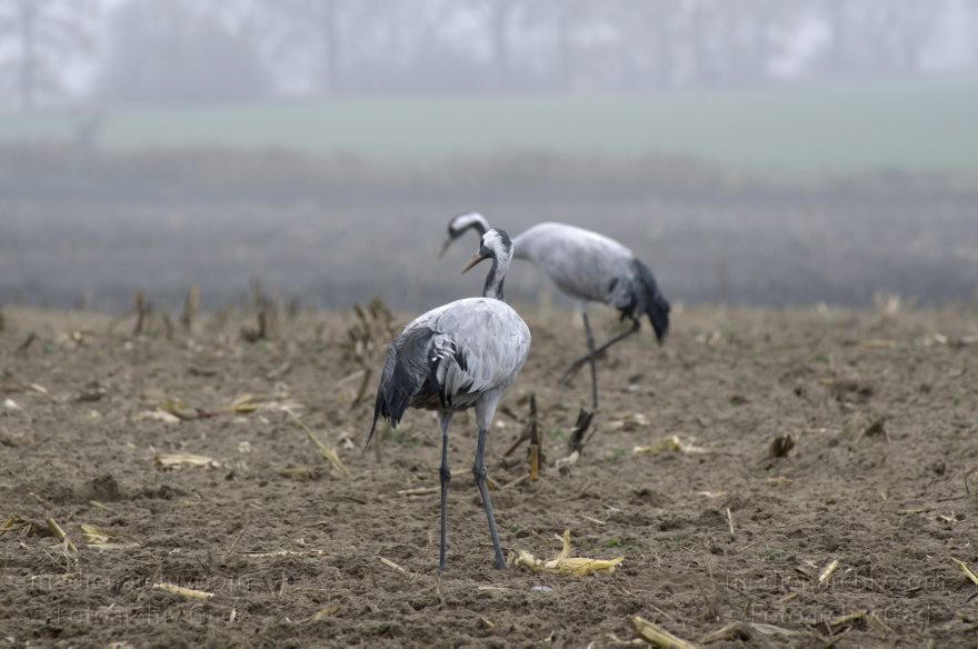 Brandenburg. Tiere. Vogel. Graue Kraniche. (Grus grus)
16. 11. 2013. Brandenburg. Schwante. Tiere. Vogel. Graue Kraniche auf einem Feld. (Grus grus)
Schlüsselwörter: Brandenburg;Feld;Grus grus;Kraniche;Schwante;Tiere;Vogel;2013;Vögel