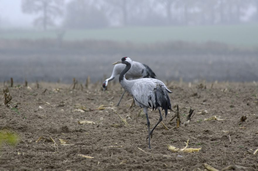 Brandenburg. Tiere. Vogel. Graue Kraniche. (Grus grus)
16. 11. 2013. Brandenburg. Schwante. Tiere. Vogel. Graue Kraniche auf einem Feld. (Grus grus)
Schlüsselwörter: Brandenburg;Feld;Grus grus;Kraniche;Schwante;Tiere;Vogel;2013;Vögel