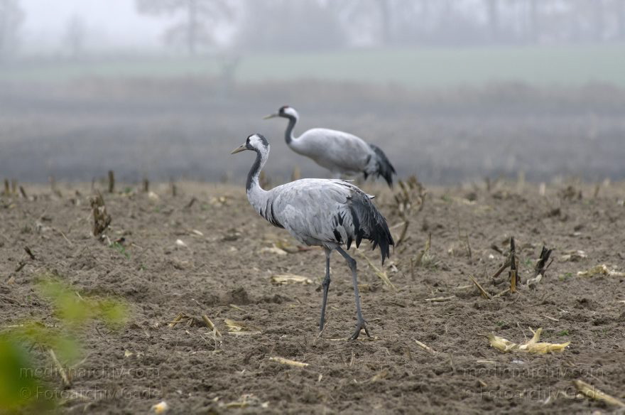 Brandenburg. Tiere. Vogel. Graue Kraniche. (Grus grus)
16. 11. 2013. Brandenburg. Schwante. Tiere. Vogel. Graue Kraniche auf einem Feld. (Grus grus)
Schlüsselwörter: Brandenburg;Feld;Grus grus;Kraniche;Schwante;Tiere;Vogel;2013;Vögel