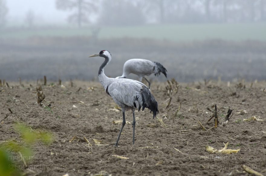 Brandenburg. Tiere. Vogel. Graue Kraniche. (Grus grus)
16. 11. 2013. Brandenburg. Schwante. Tiere. Vogel. Graue Kraniche auf einem Feld. (Grus grus)
Schlüsselwörter: Brandenburg;Feld;Grus grus;Kraniche;Schwante;Tiere;Vogel;2013;Vögel