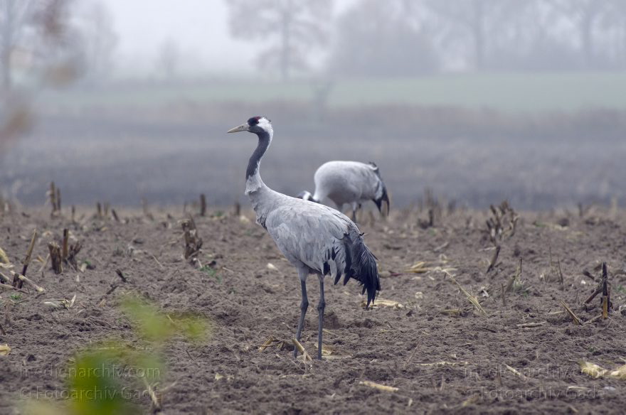Brandenburg. Tiere. Vogel. Graue Kraniche. (Grus grus)
16. 11. 2013. Brandenburg. Schwante. Tiere. Vogel. Graue Kraniche auf einem Feld. (Grus grus)
Schlüsselwörter: Brandenburg;Feld;Grus grus;Kraniche;Schwante;Tiere;Vogel;2013;Vögel