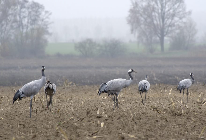 Brandenburg. Tiere. Vogel. Graue Kraniche. (Grus grus)
16. 11. 2013. Brandenburg. Schwante. Tiere. Vogel. Graue Kraniche auf einem Feld. (Grus grus)
Schlüsselwörter: Brandenburg;Feld;Grus grus;Kraniche;Schwante;Tiere;Vogel;2013;Vögel