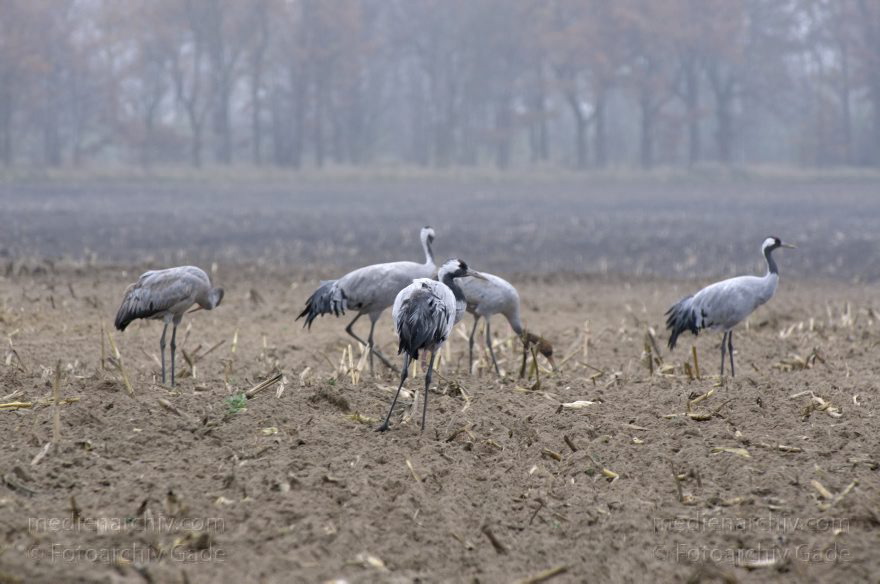 Brandenburg. Tiere. Vogel. Graue Kraniche. (Grus grus)
16. 11. 2013. Brandenburg. Schwante. Tiere. Vogel. Graue Kraniche auf einem Feld. (Grus grus)
Schlüsselwörter: Brandenburg;Feld;Grus grus;Kraniche;Schwante;Tiere;Vogel;2013;Vögel