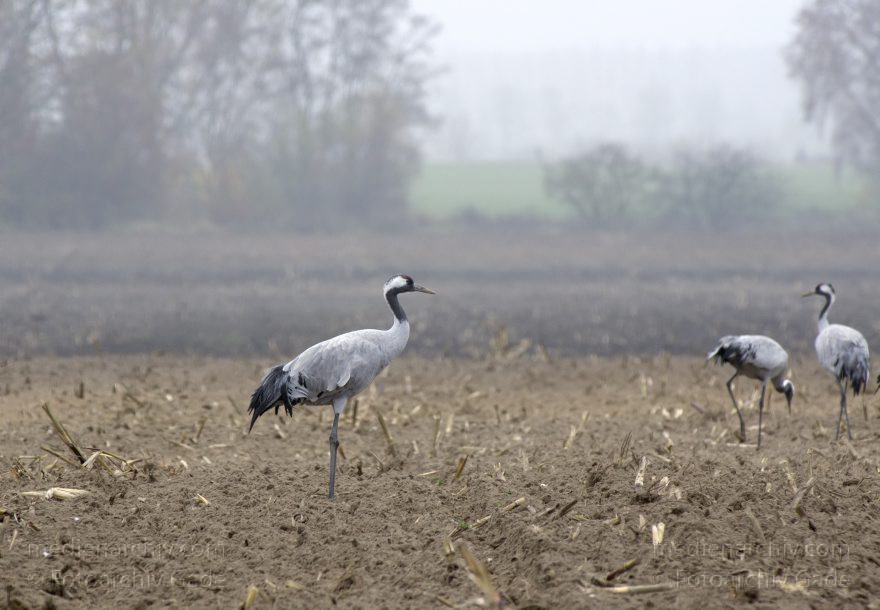 Brandenburg. Tiere. Vogel. Graue Kraniche. (Grus grus)
16. 11. 2013. Brandenburg. Schwante. Tiere. Vogel. Graue Kraniche auf einem Feld. (Grus grus)
Schlüsselwörter: Brandenburg;Feld;Grus grus;Kraniche;Schwante;Tiere;Vogel;2013;Vögel