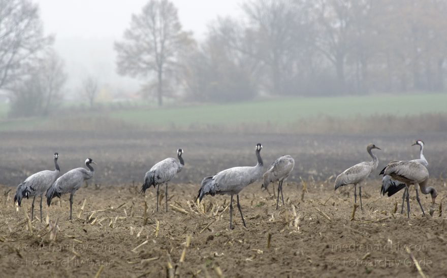 Brandenburg. Tiere. Vogel. Graue Kraniche. (Grus grus)
16. 11. 2013. Brandenburg. Schwante. Tiere. Vogel. Graue Kraniche auf einem Feld. (Grus grus)
Schlüsselwörter: Brandenburg;Feld;Grus grus;Kraniche;Schwante;Tiere;Vogel;2013;Vögel
