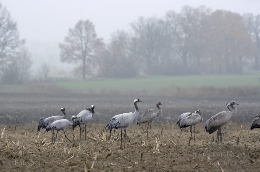 Brandenburg. Tiere. Vogel. Graue Kraniche. (Grus grus)
16. 11. 2013. Brandenburg. Schwante. Tiere. Vogel. Graue Kraniche auf einem Feld. (Grus grus)
Schlüsselwörter: Brandenburg;Feld;Grus grus;Kraniche;Schwante;Tiere;Vogel;2013;Vögel