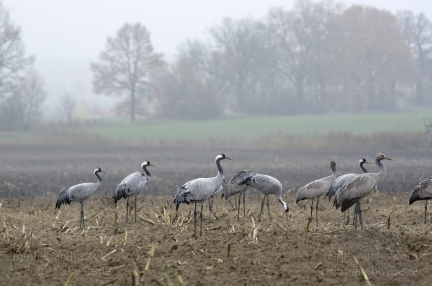 Brandenburg. Tiere. Vogel. Graue Kraniche. (Grus grus)
16. 11. 2013. Brandenburg. Schwante. Tiere. Vogel. Graue Kraniche auf einem Feld. (Grus grus)
Schlüsselwörter: Brandenburg;Feld;Grus grus;Kraniche;Schwante;Tiere;Vogel;2013;Vögel