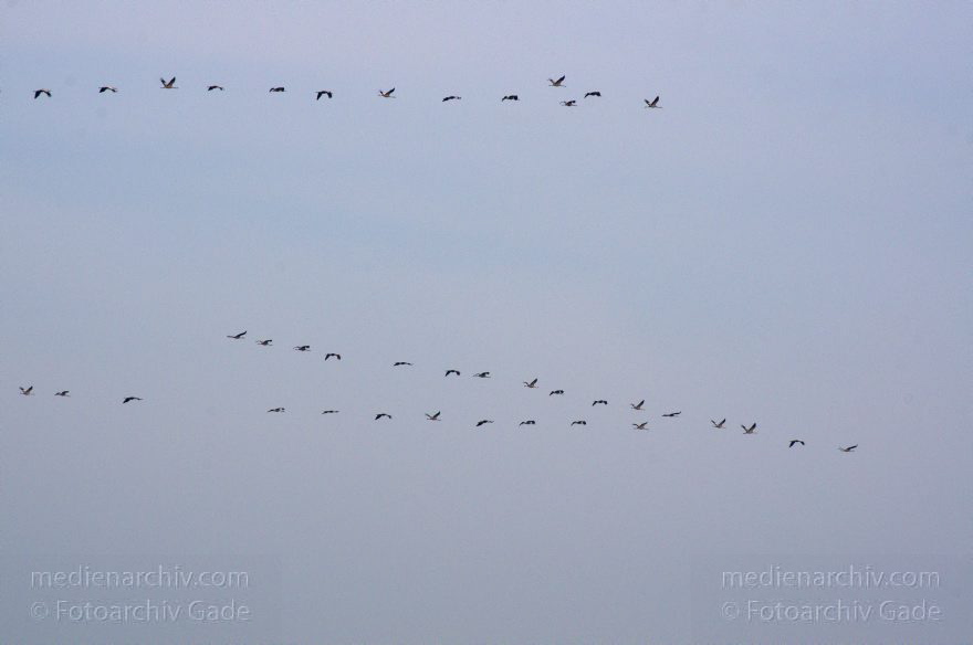 Fliegende graue Kraniche über Linum
1. 3. 2014. Brandenburg.  Rhinluch. Fliegende graue Kraniche über Linum.  (Grus grus)
Schlüsselwörter: Brandenburg;Fauna;Grus grus;Kraniche;Tiere;Vogel;2014;Vögel